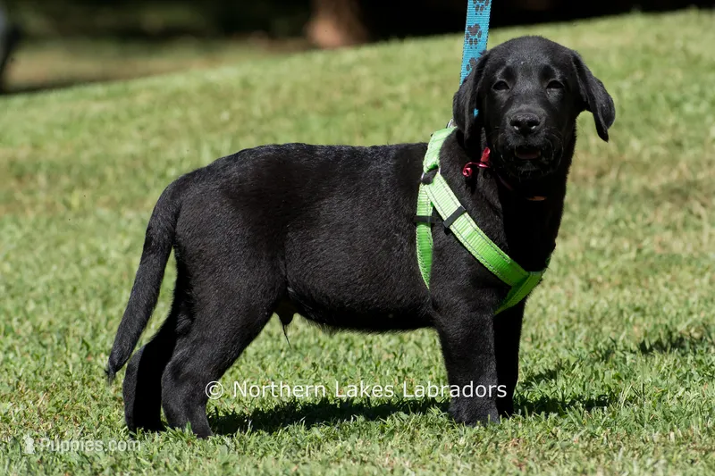 Edward – Labrador Retriever puppy for sale in Bowersville, GA
