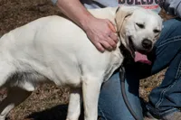 Oak, a male Labrador Retriever for sale in Bowersville, GA – 3 of 9