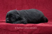 Navy, a female Labrador Retriever for sale in Bowersville, GA – 3 of 4