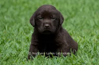 Emmie, a female Labrador Retriever for sale in Bowersville, GA – 6 of 6