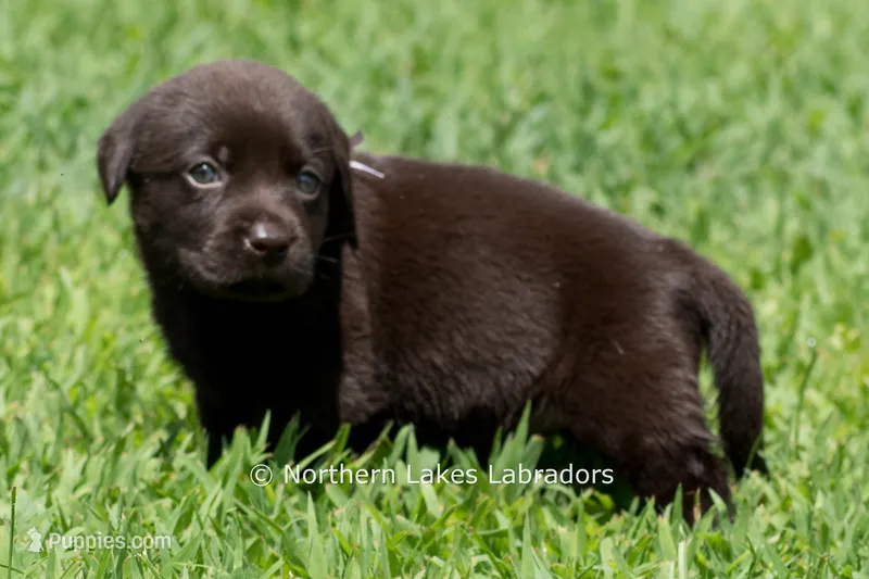Ellie – Labrador Retriever puppy for sale in Bowersville, GA