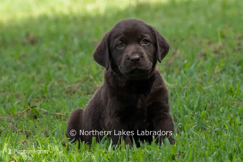 Ember – Labrador Retriever puppy for sale in Bowersville, GA