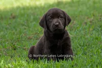 Ember, a female Labrador Retriever for sale in Bowersville, GA – 1 of 7