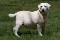 White Yellows, a female Labrador Retriever for sale in Bowersville, GA – Photo 2 of 2