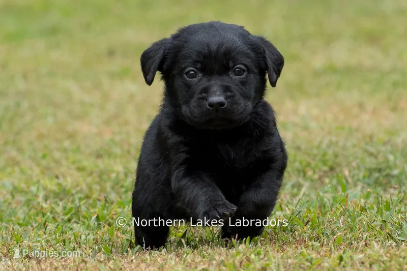 Noble – Labrador Retriever puppy for sale in Bowersville, GA