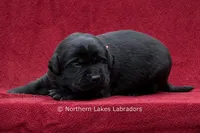 Nico, a male Labrador Retriever for sale in Bowersville, GA – 5 of 5