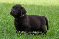 Ellie, a female Labrador Retriever for sale in Bowersville, GA – 3 of 7