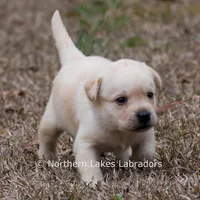 Kyla, a female Labrador Retriever for sale in Bowersville, GA – Photo 7 of 10