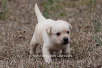 Kyla, a female Labrador Retriever for sale in Bowersville, GA – Photo 4 of 10