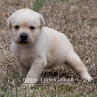 Kyla, a female Labrador Retriever for sale in Bowersville, GA – Photo 8 of 10