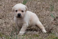 Kyla, a female Labrador Retriever for sale in Bowersville, GA – Photo 7 of 10
