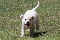 Kyla, a female Labrador Retriever for sale in Bowersville, GA – Photo 3 of 10