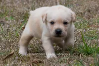 Kyla, a female Labrador Retriever for sale in Bowersville, GA – Photo 6 of 10
