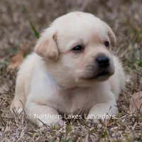Kyla, a female Labrador Retriever for sale in Bowersville, GA – Photo 5 of 10