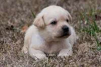 Kyla, a female Labrador Retriever for sale in Bowersville, GA – Photo 1 of 10