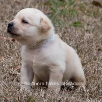 Kyla, a female Labrador Retriever for sale in Bowersville, GA – Photo 10 of 10