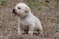 Kyla, a female Labrador Retriever for sale in Bowersville, GA – Photo 10 of 10