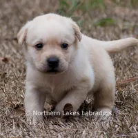 Kyla, a female Labrador Retriever for sale in Bowersville, GA – Photo 9 of 10