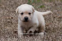 Kyla, a female Labrador Retriever for sale in Bowersville, GA – Photo 8 of 10