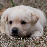 Kyla, a female Labrador Retriever for sale in Bowersville, GA – Photo 6 of 10