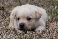Kyla, a female Labrador Retriever for sale in Bowersville, GA – Photo 2 of 10