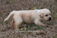 Kyla, a female Labrador Retriever for sale in Bowersville, GA – Photo 5 of 10