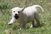 Kyla, a female Labrador Retriever for sale in Bowersville, GA – Photo 4 of 10