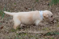 Kyla, a female Labrador Retriever for sale in Bowersville, GA – Photo 9 of 10