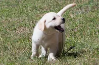 Kyla, a female Labrador Retriever for sale in Bowersville, GA – Photo 2 of 10