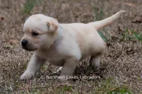 Kyla, a female Labrador Retriever for sale in Bowersville, GA – Photo 3 of 10