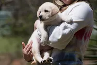 Kyla, a female Labrador Retriever for sale in Bowersville, GA – Photo 1 of 10
