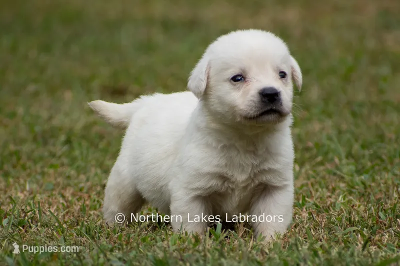 Mora – Labrador Retriever puppy for sale in Bowersville, GA