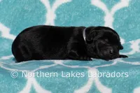 Sammy, a male Labrador Retriever for sale in Bowersville, GA – Photo 3 of 4