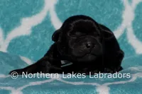 Sammy, a male Labrador Retriever for sale in Bowersville, GA – Photo 2 of 4