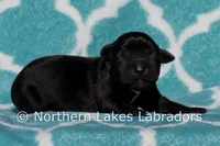 Sammy, a male Labrador Retriever for sale in Bowersville, GA – Photo 1 of 4