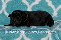 Sammy, a male Labrador Retriever for sale in Bowersville, GA – Photo 4 of 4