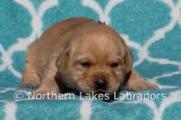 Fancy, a female Labrador Retriever for sale in Bowersville, GA – Photo 2 of 4