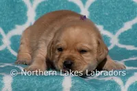 Fancy, a female Labrador Retriever for sale in Bowersville, GA – Photo 1 of 4