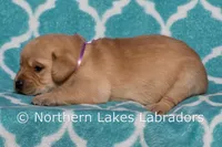 Fancy, a female Labrador Retriever for sale in Bowersville, GA – Photo 3 of 4