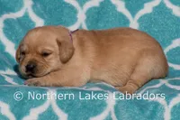 Fancy, a female Labrador Retriever for sale in Bowersville, GA – Photo 4 of 4