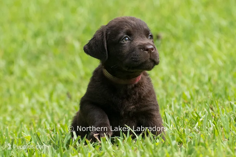 Eric – Labrador Retriever puppy for sale in Bowersville, GA