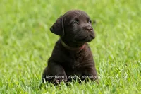 Eric, a male Labrador Retriever for sale in Bowersville, GA – 1 of 7