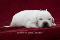 Michael, a male Labrador Retriever for sale in Bowersville, GA – 3 of 4