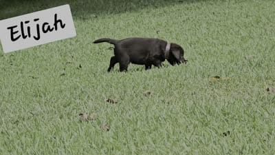 Elijah, a male Labrador Retriever for sale in Bowersville, GA – 2 of 8