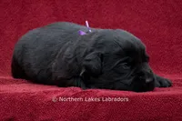 Navy, a female Labrador Retriever for sale in Bowersville, GA – 4 of 4