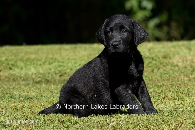 Edward – Labrador Retriever puppy for sale in Bowersville, GA