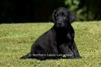 Edward, a male Labrador Retriever for sale in Bowersville, GA – 1 of 10