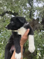 Braun, a male Border Collie for sale in Comanche, TX – 7 of 10