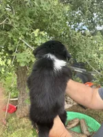 Braun, a male Border Collie for sale in Comanche, TX – 10 of 10