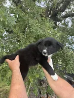 Braun, a male Border Collie for sale in Comanche, TX – 8 of 10